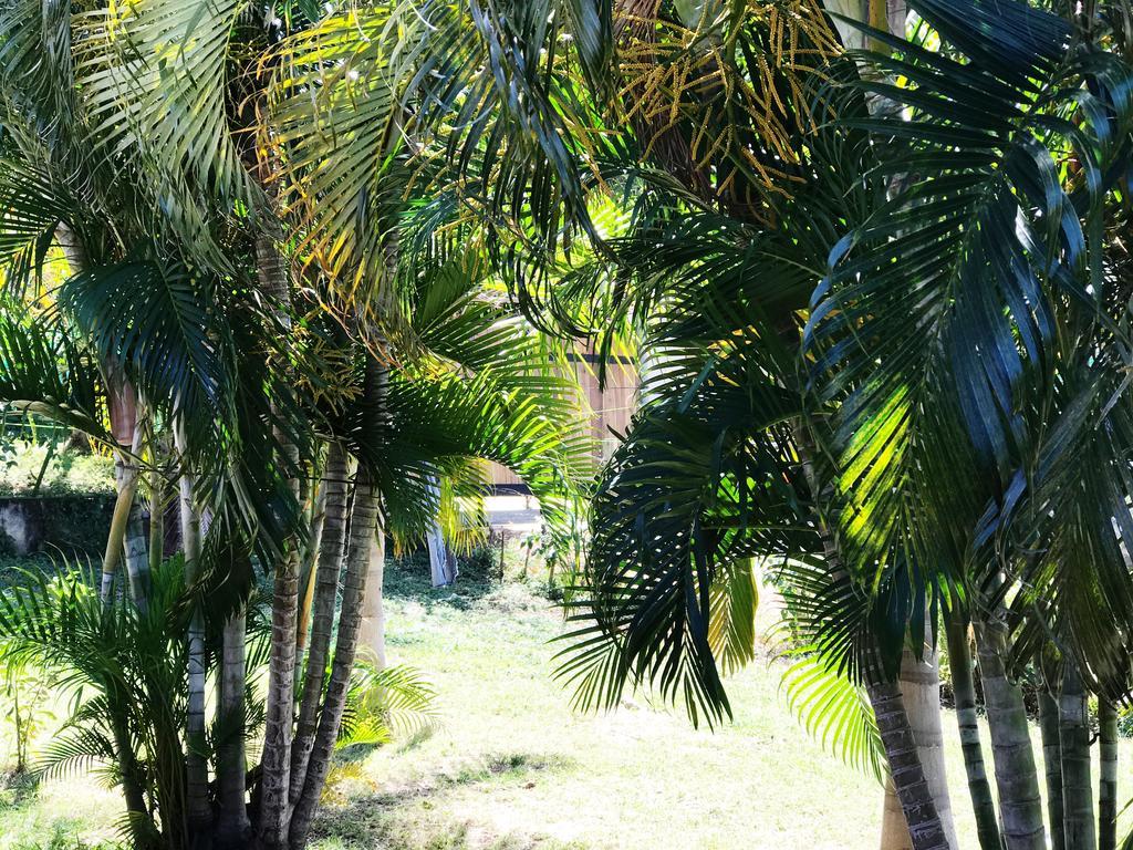 Tsunami Hostel Tamarindo Exteriör bild